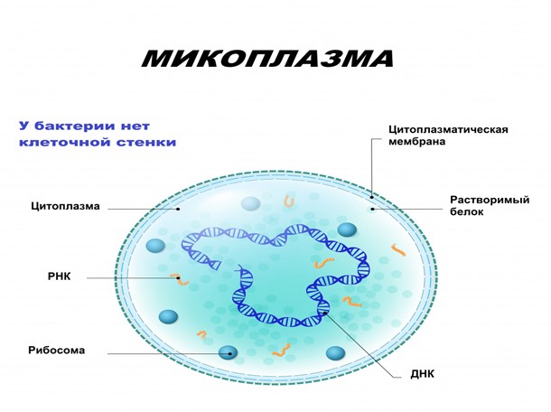 mikoplazm2